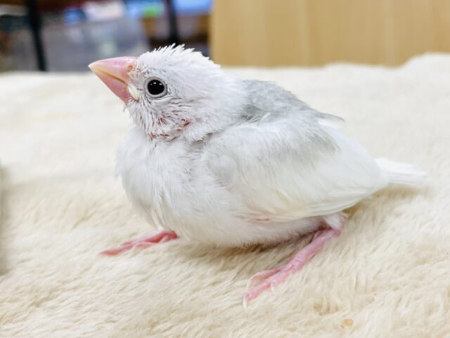 白文鳥