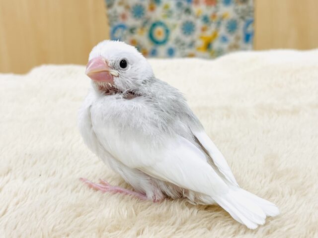 白文鳥