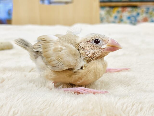 シナモン文鳥