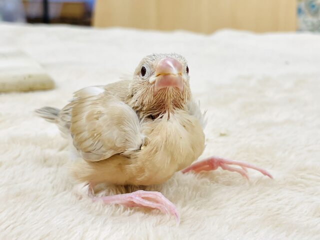 シナモン文鳥