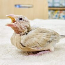 【最新画像】成長がたのしみ☺️シナモン文鳥（ヒナ）