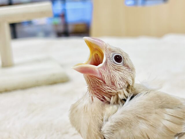 シナモン文鳥