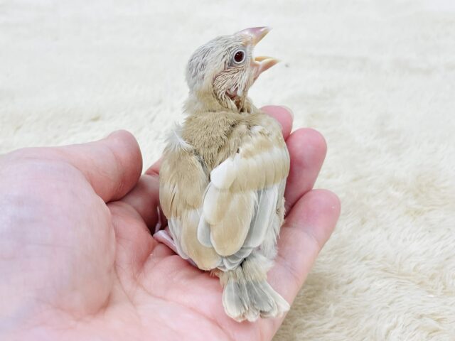 シナモン文鳥