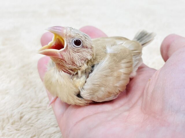 シナモン文鳥