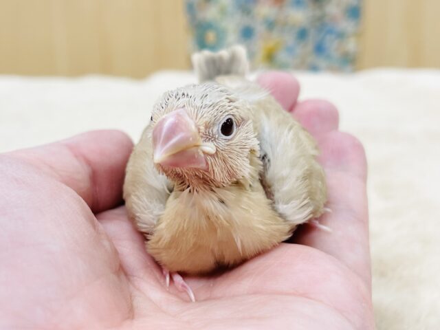 シナモン文鳥