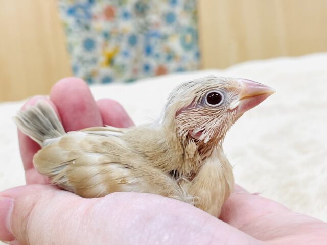 シナモン文鳥