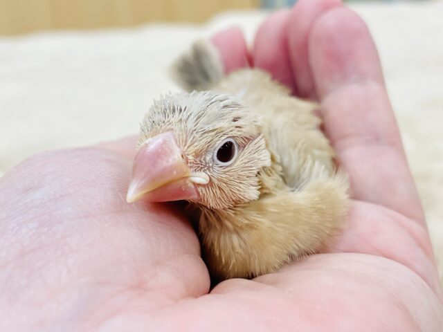 シナモン文鳥