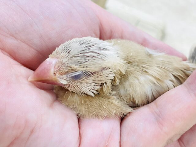 シナモン文鳥