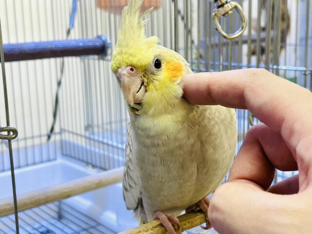 オカメインコ