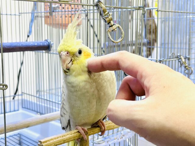 オカメインコ
