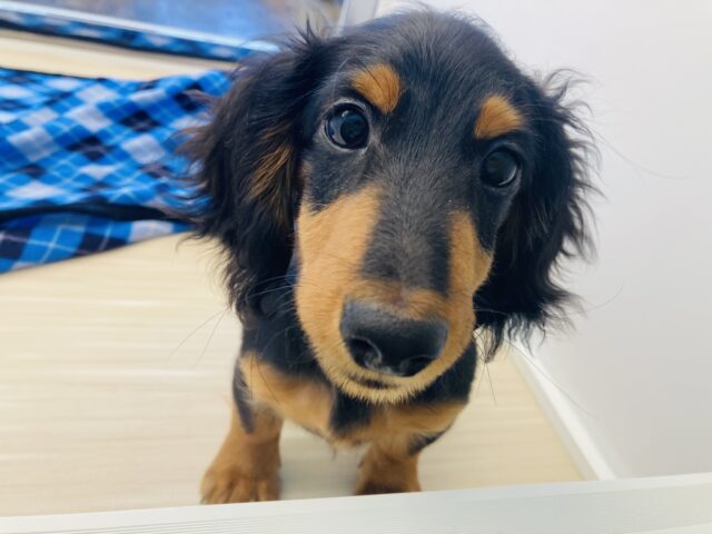 カニンヘンダックス