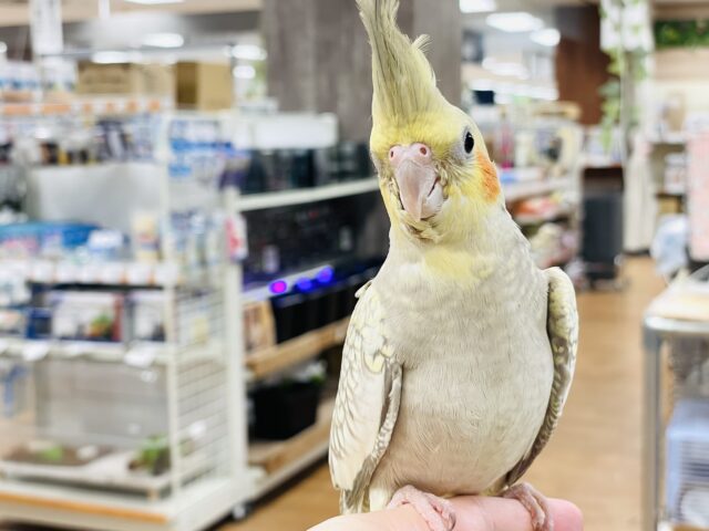オカメインコ