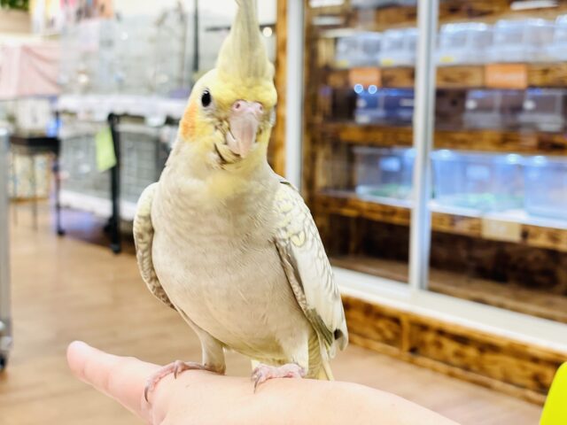 オカメインコ