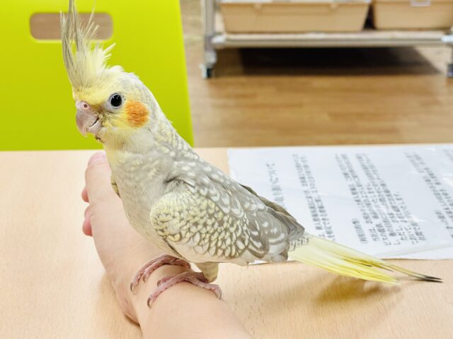 オカメインコ
