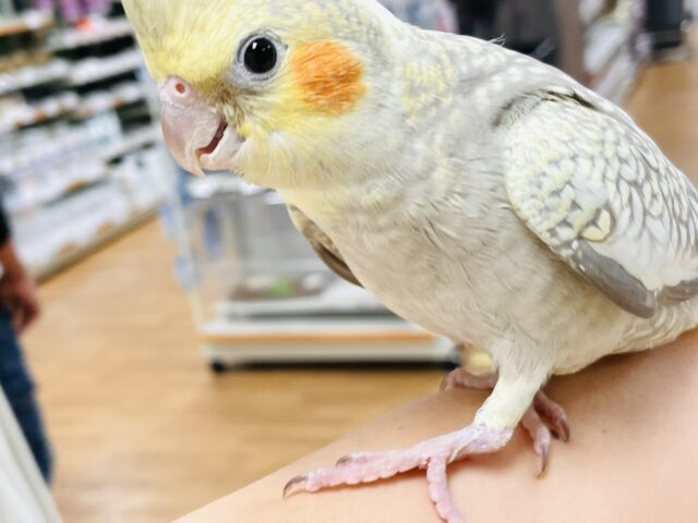 オカメインコ