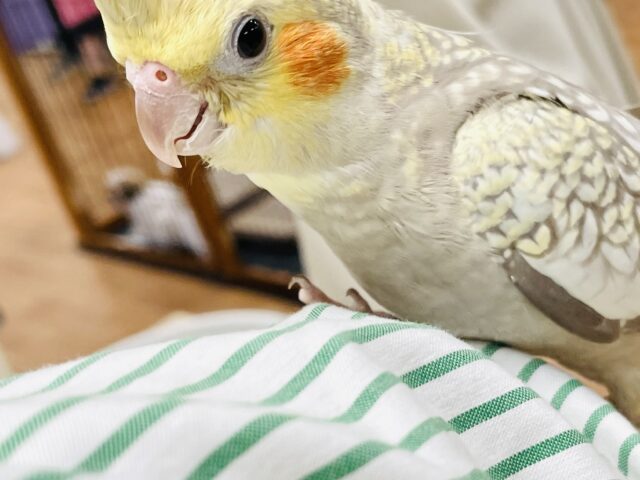 オカメインコ