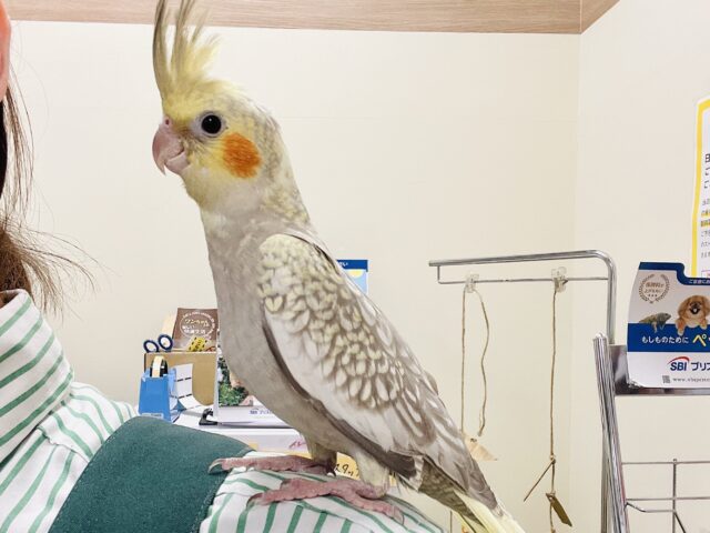 オカメインコ