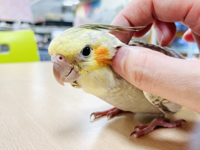 オカメインコ