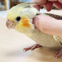 【最新画像】レースのような上品な模様✨オカメインコ（シナモンパール）