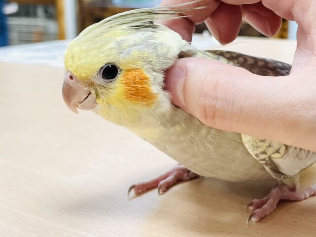 【最新画像】レースのような上品な模様✨オカメインコ（シナモンパール）