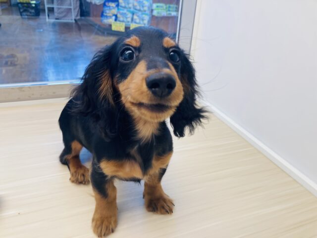 カニンヘンダックス