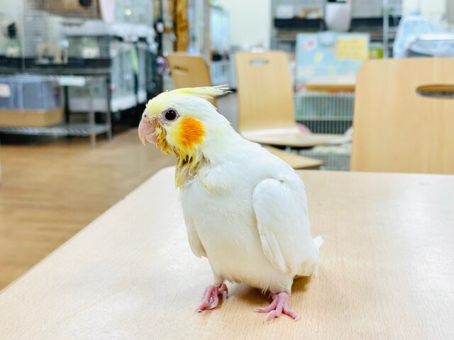 オカメインコ