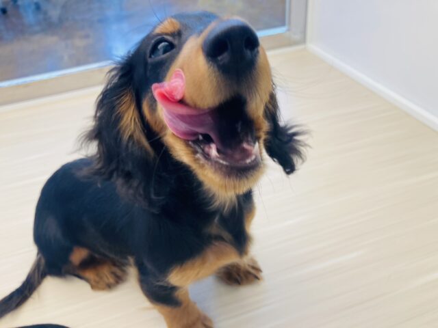 カニンヘンダックス
