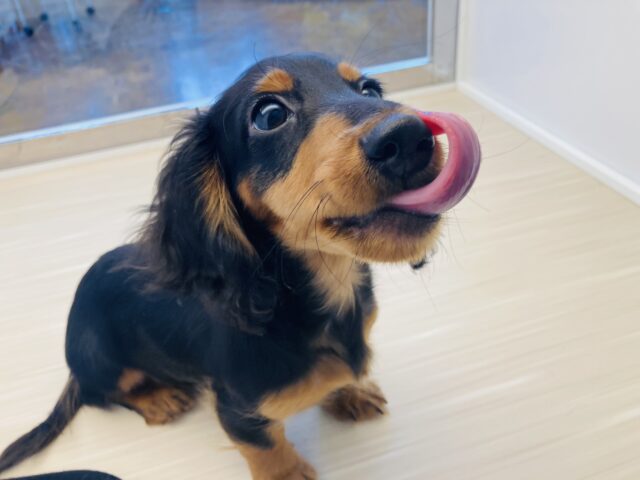 カニンヘンダックス