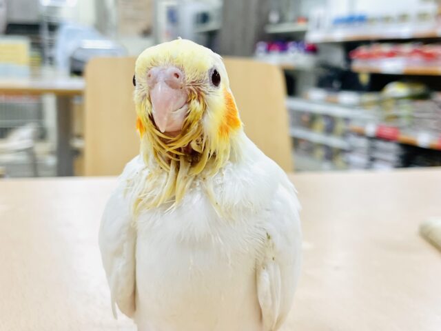 オカメインコ