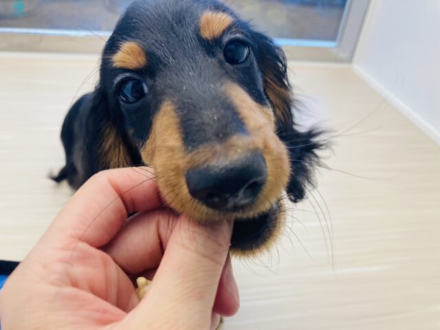 カニンヘンダックス