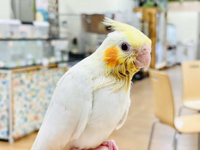 オカメインコ