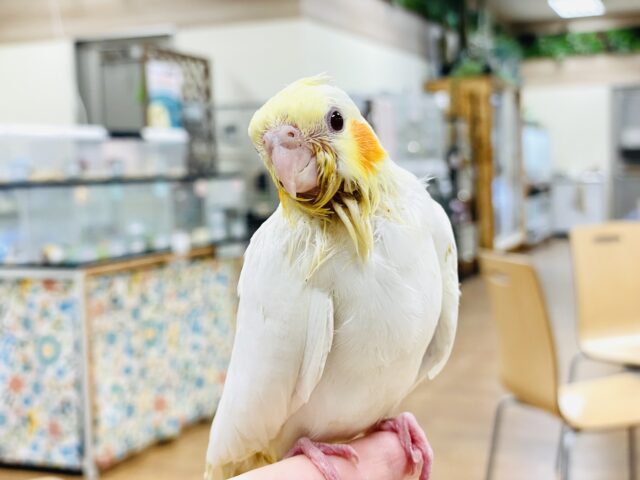 オカメインコ