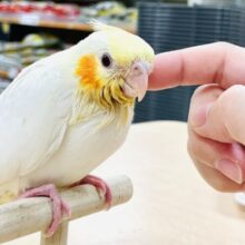 【最新画像】オレンジほっぺのラブリーオカメちゃん🧡オカメインコ（ルチノー）ヒナ
