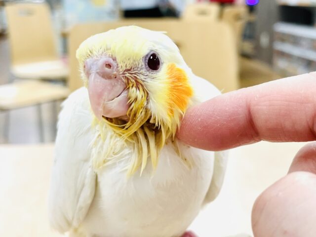 オカメインコ