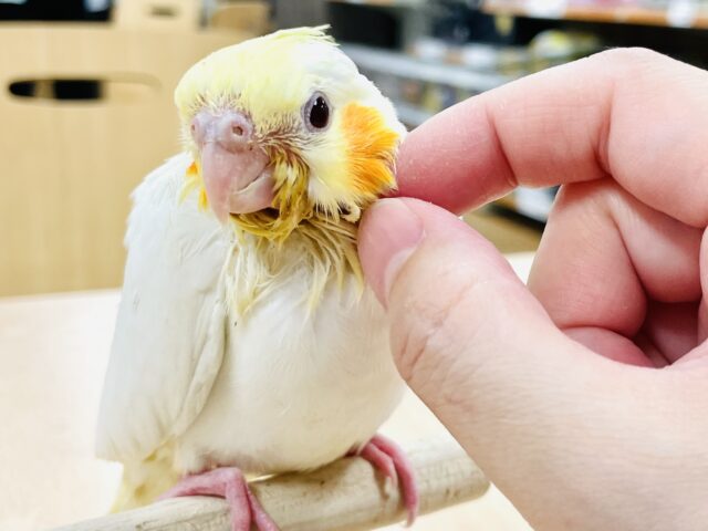 オカメインコ