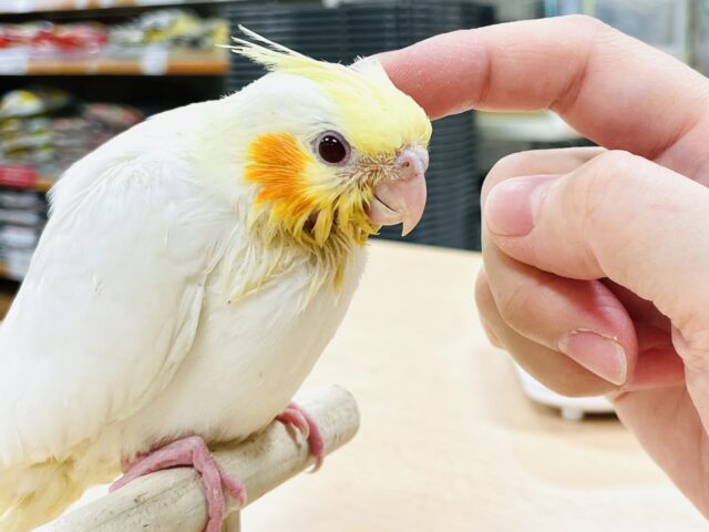 オカメインコ