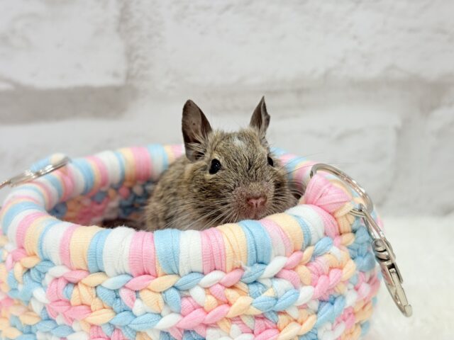 デグー