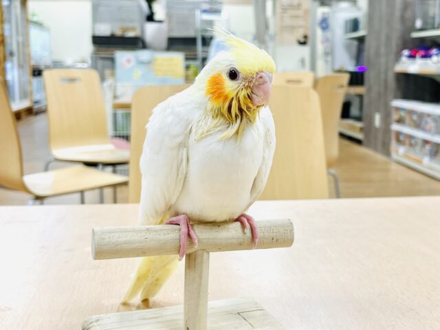 オカメインコ