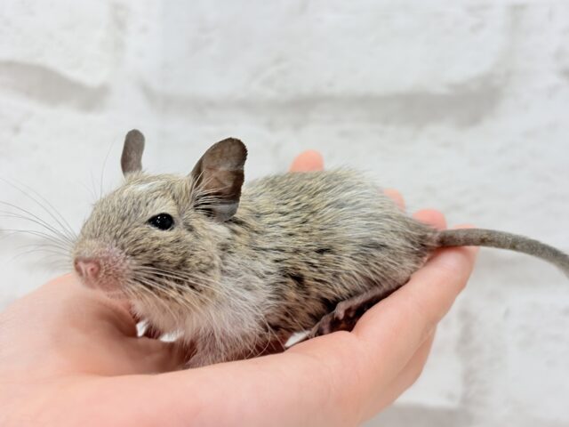 デグー