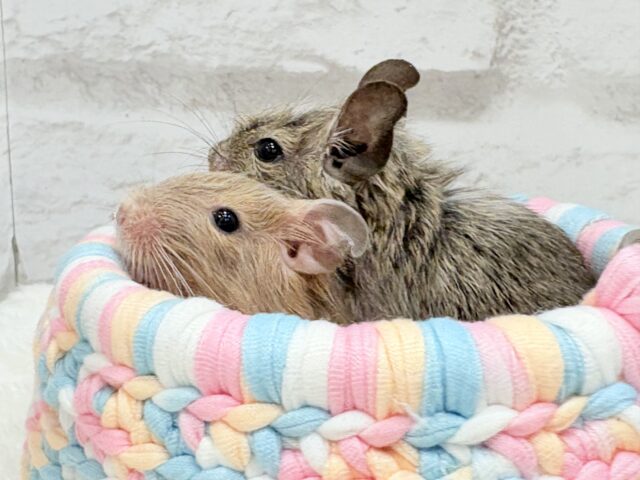 デグー