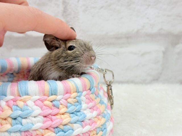 デグー