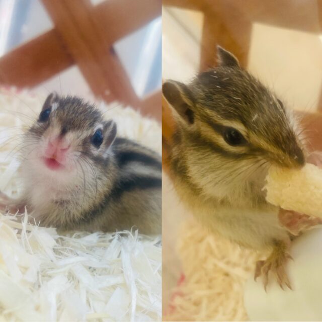 今季初入舎❢❢✨かわいいシマリスさん入舎です🐿️❤︎*