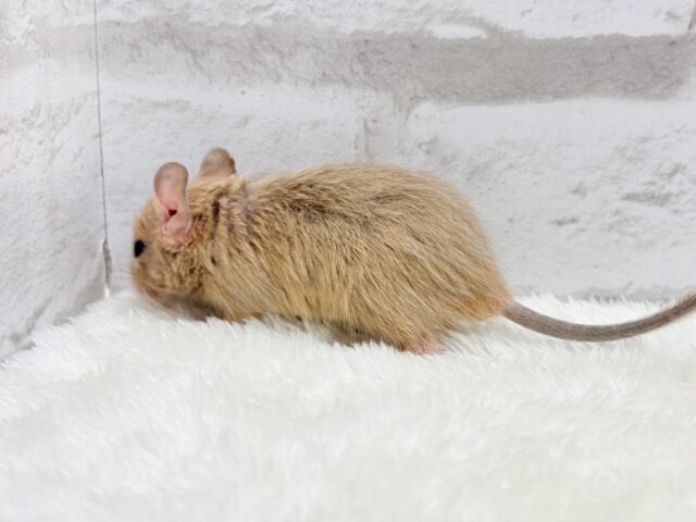 デグー