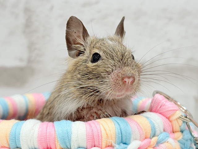 こう見えて、グイグイ系です🍀デグー(パイド) 男の子