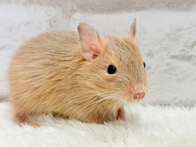 慎重派なボクとも仲良くしてね？💖デグー(サンド) 男の子