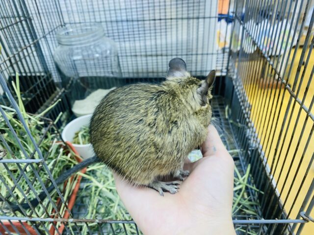 デグー
