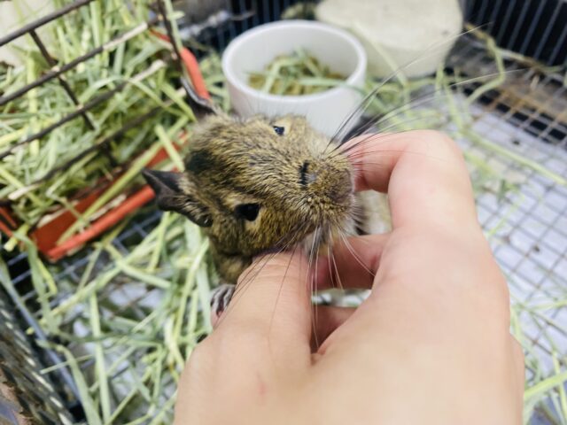 デグー
