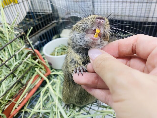 デグー