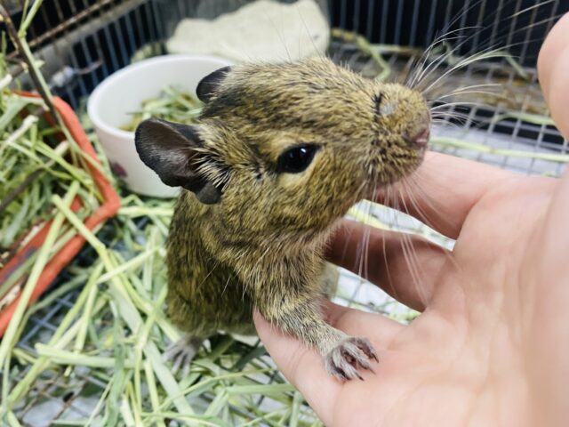 デグー