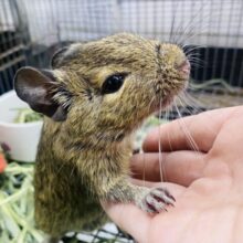 最新画像有ります⭐️🍃小さな冒険家？！どこへでもグイグイ行っちゃうデグーアグーチちゃん💕
